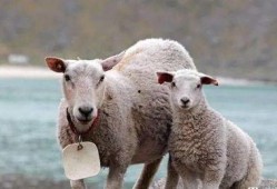 三只羊最新爆料新闻,揭秘娱乐圈最新动态